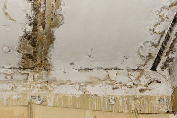 Why You Should Choose Our Mold Remediation Services in Downey, CA